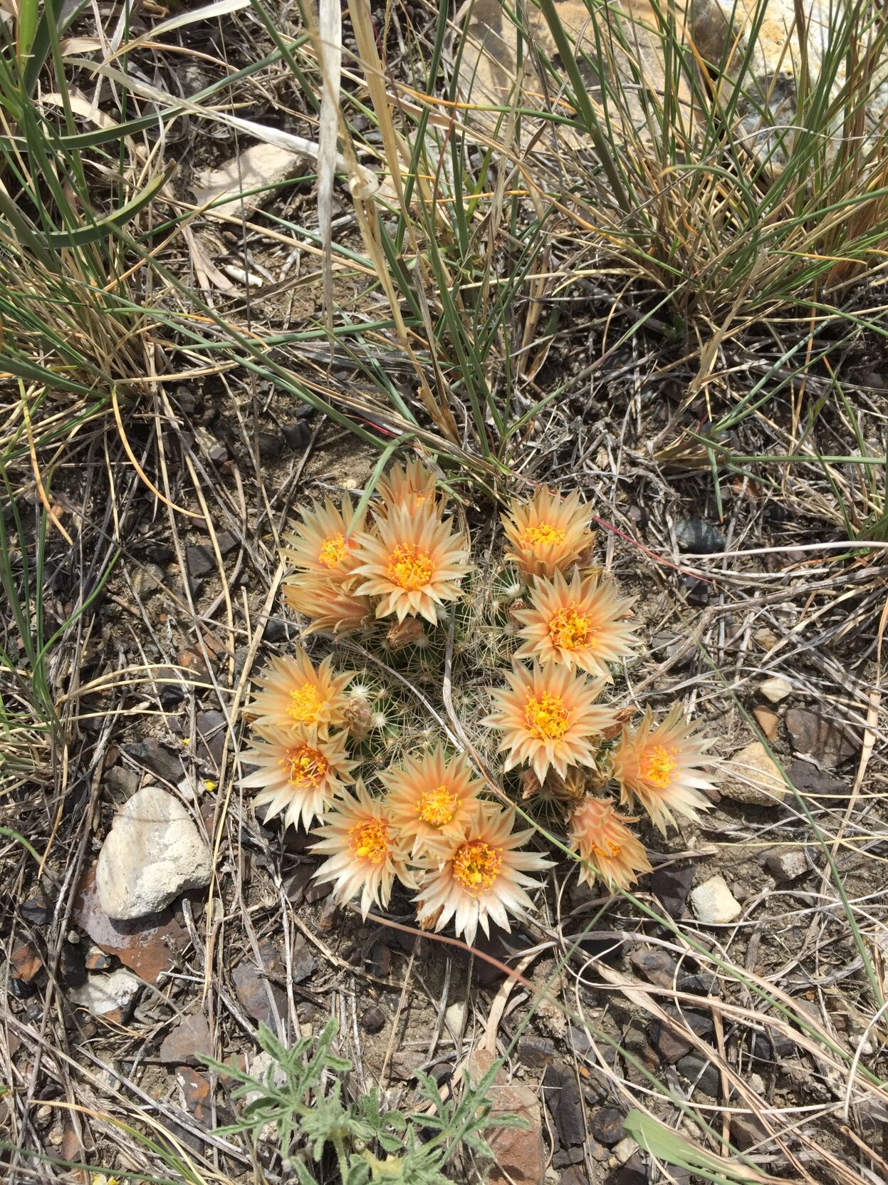 Prickly flowers